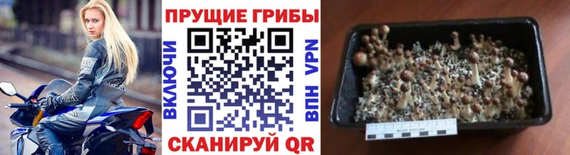 дарнет шоп  Ленинградская  Галлюциногенные грибы мицелий 